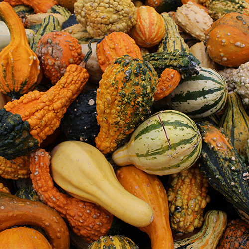 Gourds