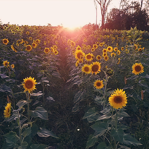 SunflowerSunrise