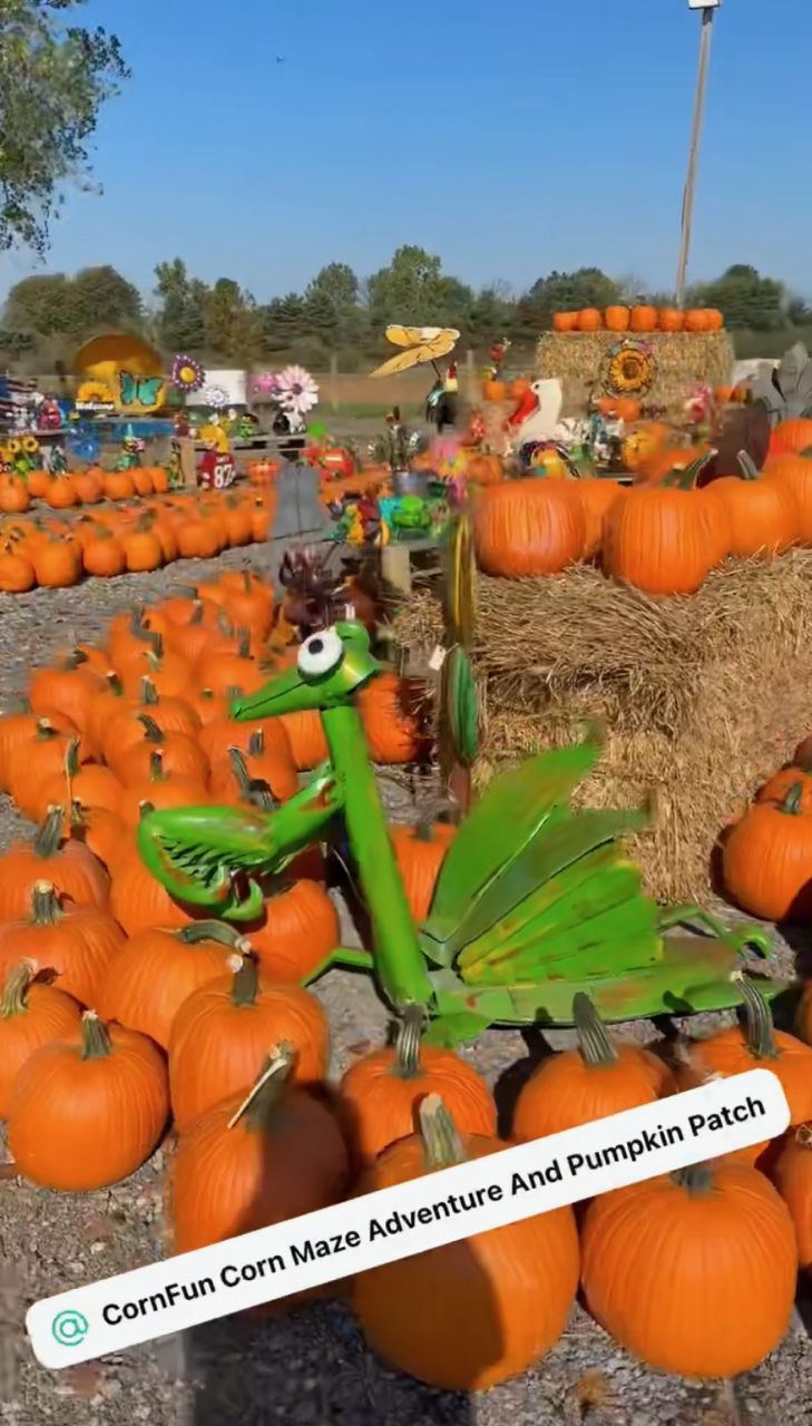 pumpkins